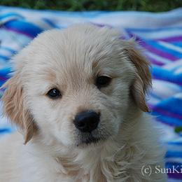 Golden Retriever Puppies from SunKissed Golden Retrievers