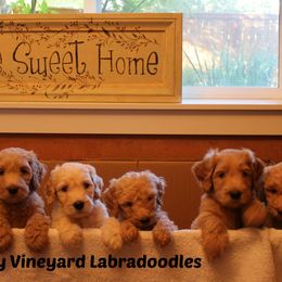  Puppies from Valley Vineyard Labradoodles