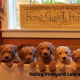 Puppies from Valley Vineyard Labradoodles