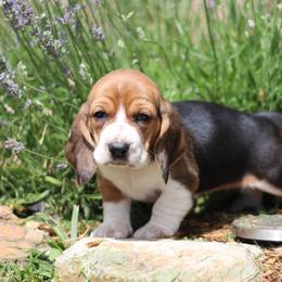 Millie - Black brown and white female Basset Hound puppy in Idaho from Welcome Home Bassets