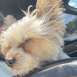 German Shepherd, Toy Australian Shepherd, and Yorkshire Terrier Puppies from CountryHart Kennels