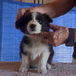 Boy 3 - Black male Border Collie puppy in Farmersville, Texas from Omegamtn Border Collies