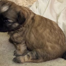 Shih Tzu Puppies from shihtzudynasty Pings Dynasty