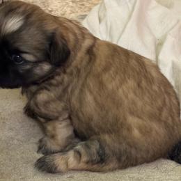 Shih Tzu Puppies from shihtzudynasty Pings Dynasty