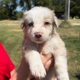 Girl 2 - Red merle female Border Collie puppy in Shawnee, Oklahoma from Cross K Working Collies - Pure Bred Border Collies