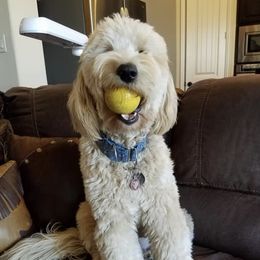 Maxie  - Goldendoodle