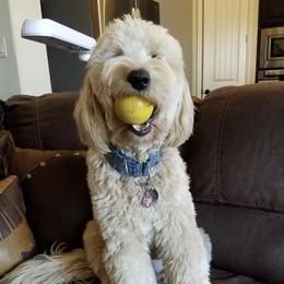 Maxie  - Goldendoodle