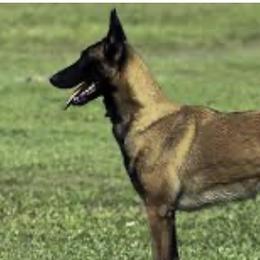 Jack - Belgian Malinois
