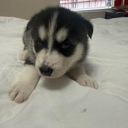 Boy 3 - Black and white male Siberian Husky puppy in New York, New York from Riri’s Huskies