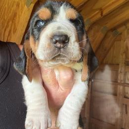 Boy 2 - Black brown and white male Basset Hound puppy in St. Cloud, Florida from Fancy Hounds