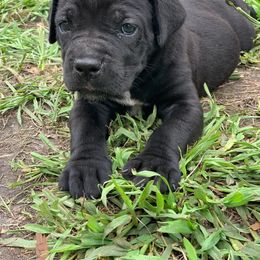 Cane Corso Puppies from Caneolina Corso Kennel