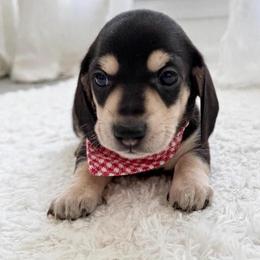 Luke - Black and cream male Dachshund puppy in Richmond, Virginia from Irresistible Dachshunds & Cavaliers