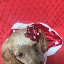SPARKLES - Cream female Dachshund puppy in Polo, Missouri from Blue Tails Farm