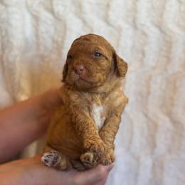 Toffee - Apricot female Goldendoodle puppy in Caldwell, Idaho from Leila Pearson