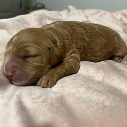 Tamara - Apricot female Goldendoodle puppy in Shingle Springs, California from Creamy Retrievers