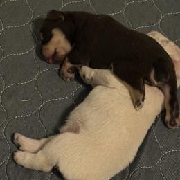 Miniature Schnauzer Puppies from PK Mini Schnauzers