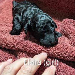 Elvira - Black female Poodle puppy in Vinton, Iowa from Doodles to Love