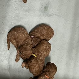 Cavapoo and Goldendoodle Puppies from Nana Oodles