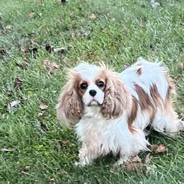Dana - Cavalier King Charles Spaniel