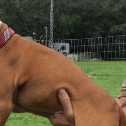- Fawn Boxer puppy in Florida from RCT Boxers