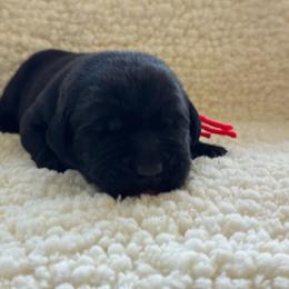 Red collar - Black male Labrador Retriever puppy in Big River, California from Cozy Acres Farm Labradors