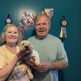 Eihpos Titus - Already Placed - Cream male Chinese Shar-Pei puppy in Roseburg, Oregon from Eihpos Shar-Pei