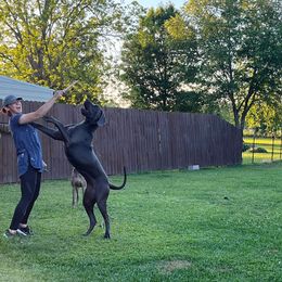 Great Dane All Grown Up from Halsey Danes