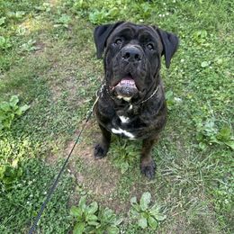 Buddy - Cane Corso