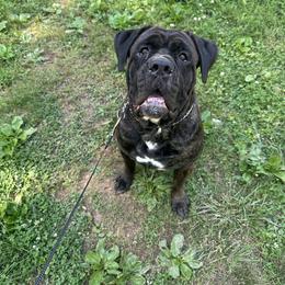 Buddy - Cane Corso