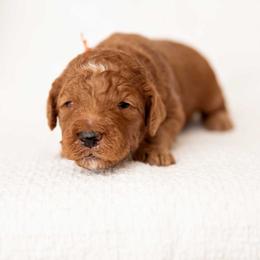 Teddy - Red  male Goldendoodle puppy in Meridian, Idaho from Country Club Doodles