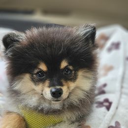 Pomeranian Puppies from ADKPOM Adirondack Pomeranians