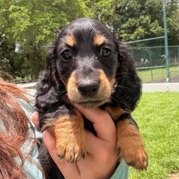 Sadie - Black and tan female Dachshund puppy in Southwest Ranches, Florida from Breezy Florida Dachshunds