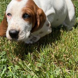 Male 2 - Mahogany and white male Basset Hound puppy in Manchester, Tennessee from Middle TN Leopard Catahoulas and Middle TN Bassett Hounds