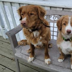 Nova Scotia Duck Tolling Retrievers from Sundance Tollers