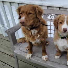 Nova Scotia Duck Tolling Retrievers from Sundance Tollers