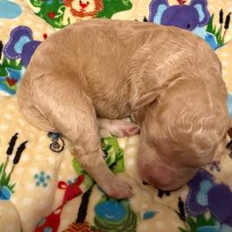 Blue Ivy - Orange female Lagotto Romagnolo puppy in Chicago, Illinois from Midwest Lagotto Romagnolo