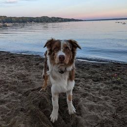 Australian Shepherd All Grown Up from Addie's Aussies