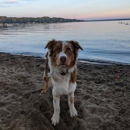 Australian Shepherd All Grown Up from Addie's Aussies