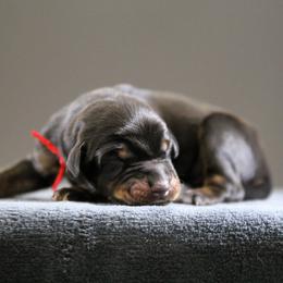 Rhaegar - 5350 - Black and rust male Doberman Pinscher puppy in Rockwall, Texas from Elitehaus
