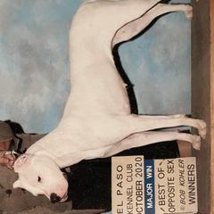 Cane Corso and Dogo Argentinos from Bella Vista Kennels