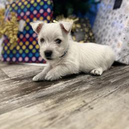 West Highland White Terrier puppies from Roberts’ Westie Bleus