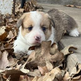 Artie - Red male Pembroke Welsh Corgi puppy in Brashear, Texas from Sherwood Acres Pembrokes