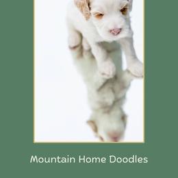 Brave - Apricot male Australian Labradoodle puppy in Cashmere, Washington from Mountain Home Doodles
