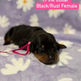 Pink Collar - Black and rust female Doberman Pinscher puppy in Lake City, Florida from Paintedcrazy Doberman Pinchers