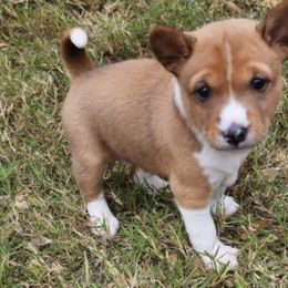 Basenjis from Becker's Basenjis