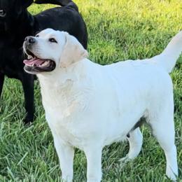 Nelle - Labrador Retriever