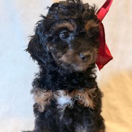 Ocean - Brown white and tan female Cockapoo puppy in Saint Louis, Missouri from Jax Doodles