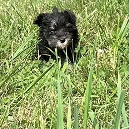 Boxer and Miniature Schnauzer Puppies from Cindy Williams