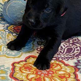 Male 6 Red(Drake) - Black male Labrador Retriever puppy in Commerce, Oklahoma from Standing Water Kennels