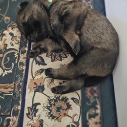 German Shepherd Puppies from Von Thomson Haus